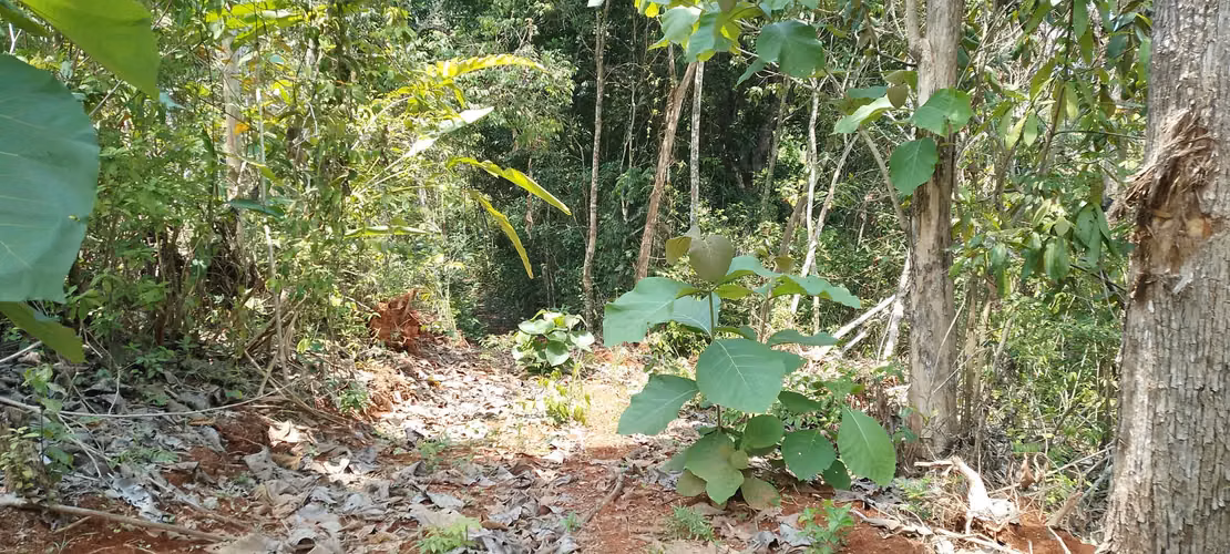 Finca de 4 hectareas en Las Minas, Herrera