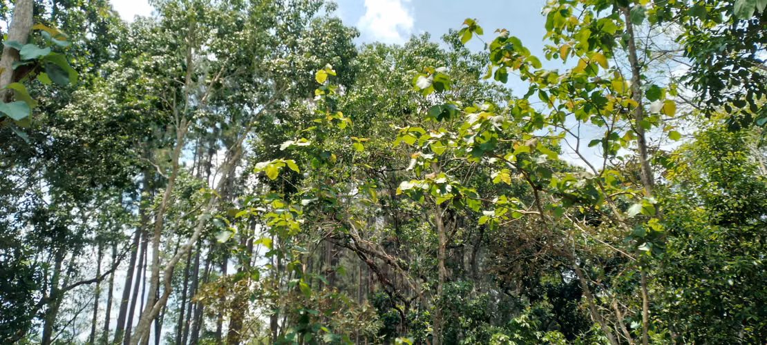 Finca de 4 hectareas en Las Minas, Herrera