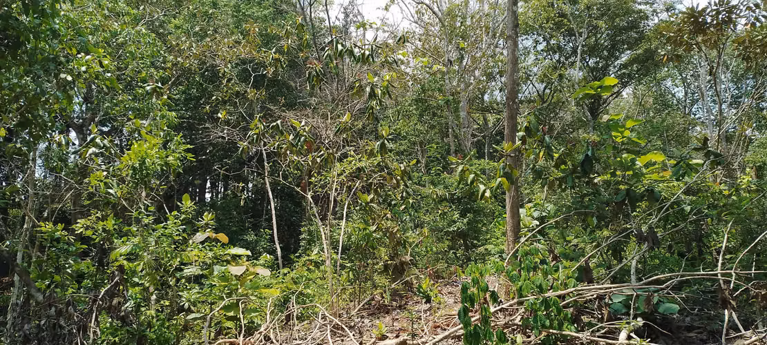 Finca de 4 hectareas en Las Minas, Herrera