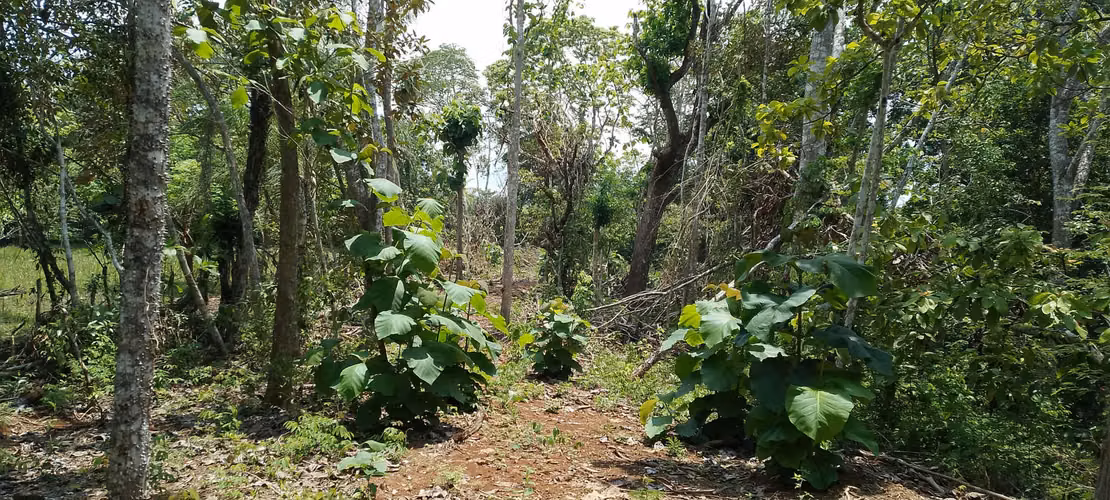 Finca de 4 hectareas en Las Minas, Herrera