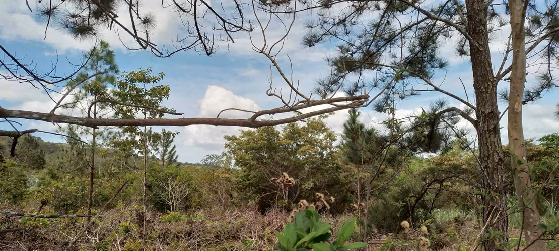 Finca de 4 hectareas en Las Minas, Herrera