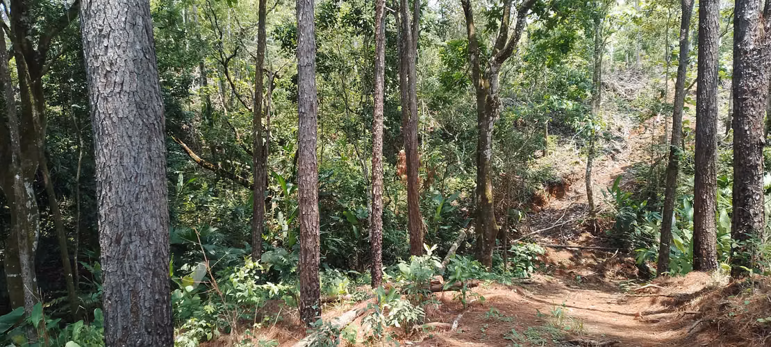 Finca de 4 hectareas en Las Minas, Herrera