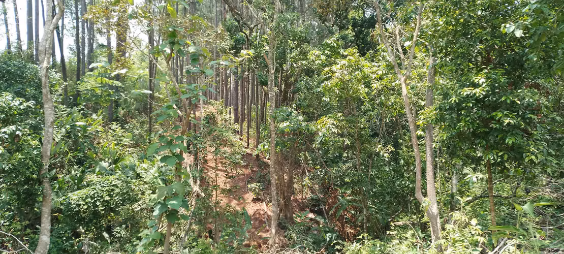 Finca de 4 hectareas en Las Minas, Herrera