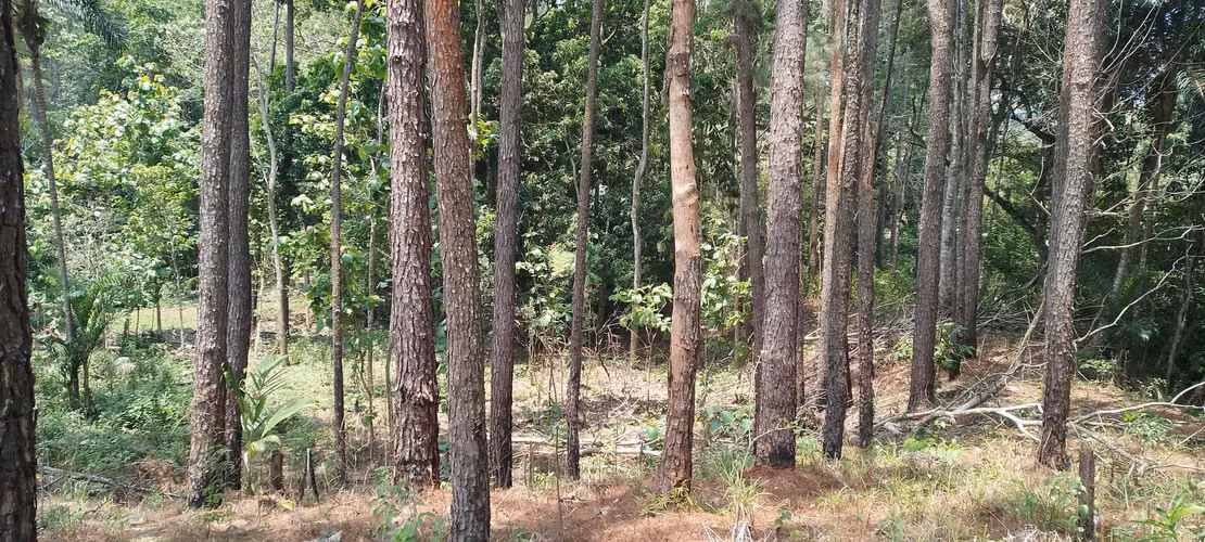 Finca de 4 hectareas en Las Minas, Herrera