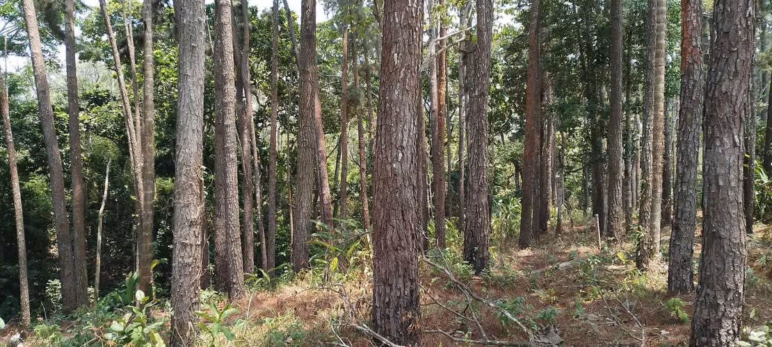 Finca de 4 hectareas en Las Minas, Herrera