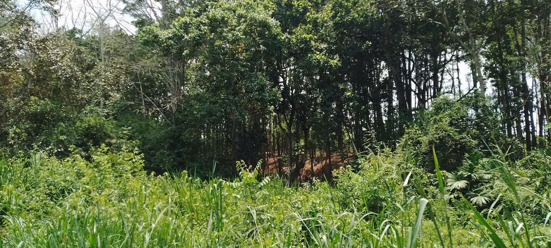 Finca de 4 hectareas en Las Minas, Herrera