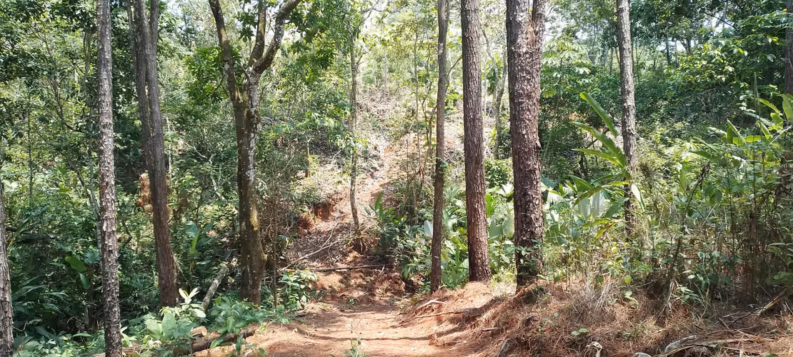 Finca de 4 hectareas en Las Minas, Herrera