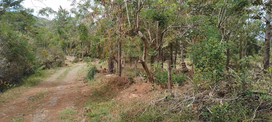 Finca de 4 hectareas en Las Minas, Herrera