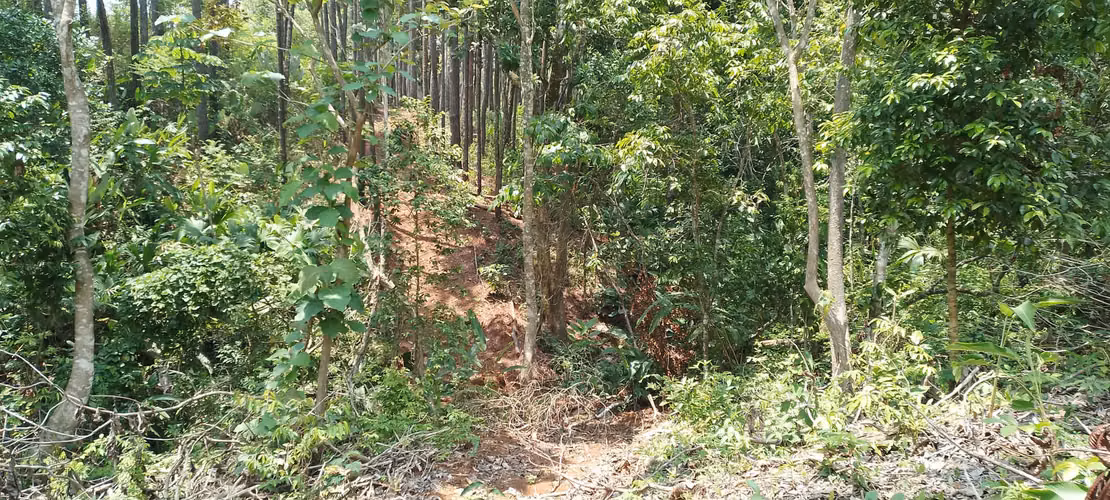 Finca de 4 hectareas en Las Minas, Herrera