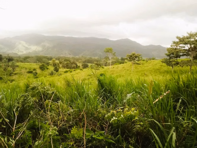 VENTA DE 50 HECTAREAS DE TERRENO EN TORTI CHEPO