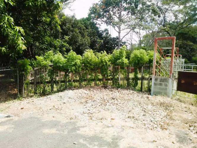 VENTA DE 50 HECTAREAS DE TERRENO EN TORTI CHEPO