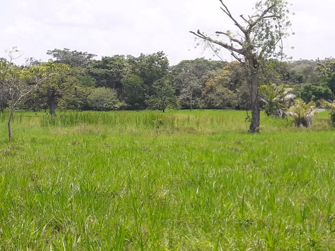 SE VENDE CASA+FINCA 9.8HA C/RIO CAIMITO CHORRERA – AGRO - Imagen 19