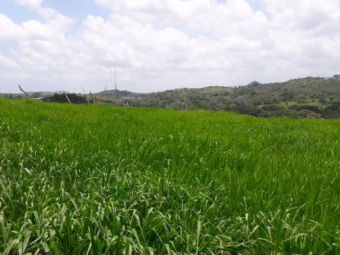 SE VENDE CASA+FINCA 9.8HA C/RIO CAIMITO CHORRERA – AGRO - Imagen 13