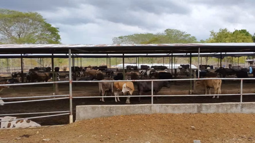 En venta Finca lechera La Arboleda, El Guayabal, Los Santos