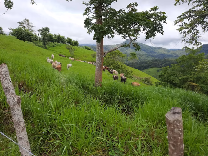 FINCA TITULADA DE USO AGROPECUARIO 81HAS