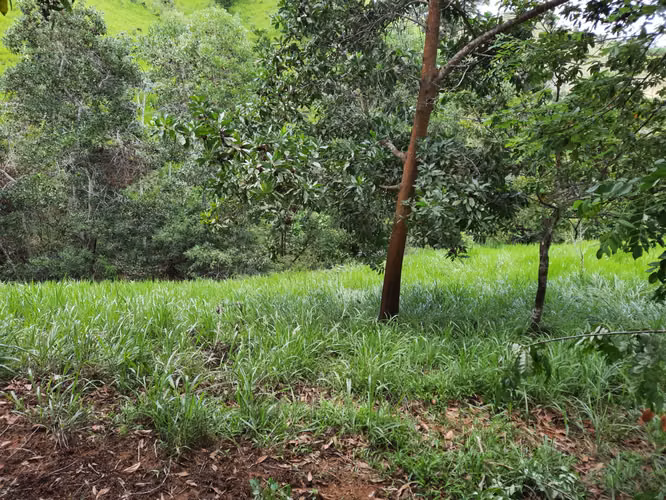 FINCA TITULADA DE USO AGROPECUARIO 81HAS