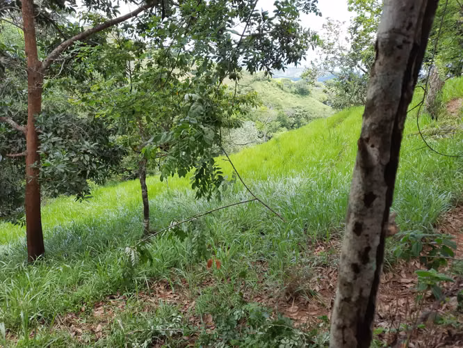 FINCA TITULADA DE USO AGROPECUARIO 81HAS