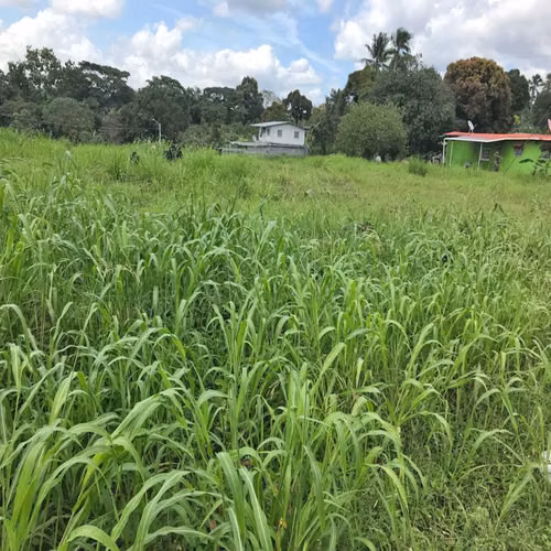 Terreno sobre la Ave. José A. Arango, Pedregal de 6,559m2