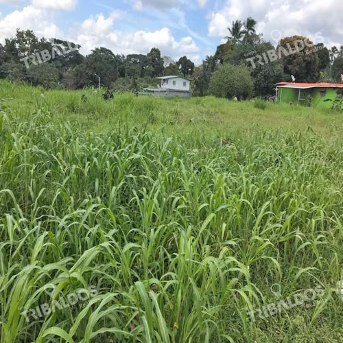 Land on Ave. José A. Arango, Pedregal of 6,559m2