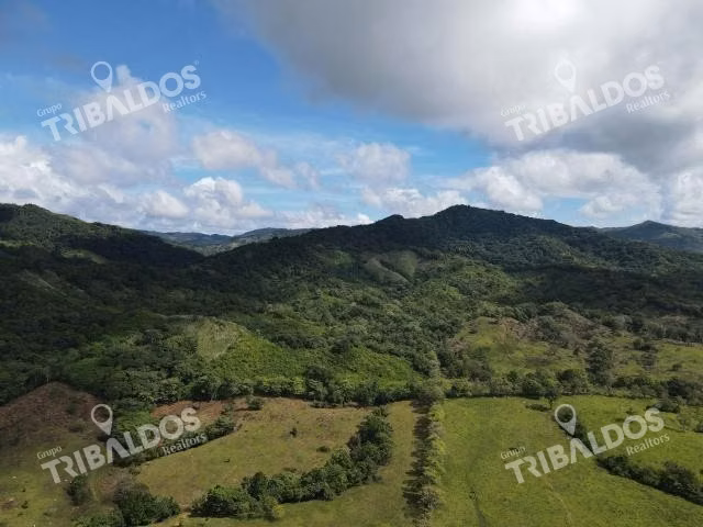 Se vende finca ganadera en Margarita de Chepo