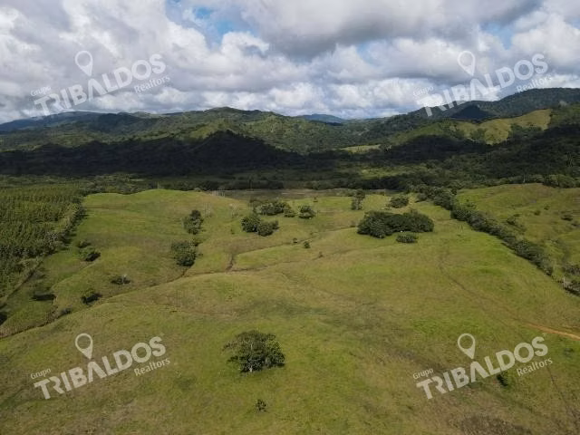 Se vende finca ganadera en Margarita de Chepo