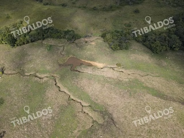 Se vende finca ganadera en Margarita de Chepo