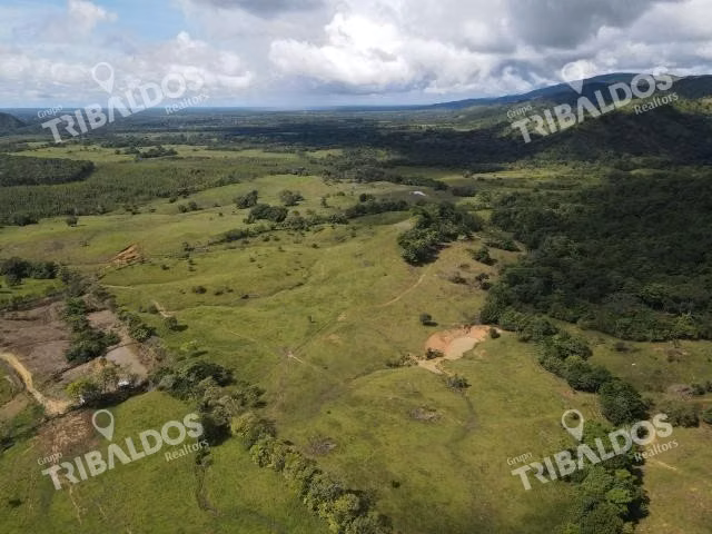 Se vende finca ganadera en Margarita de Chepo