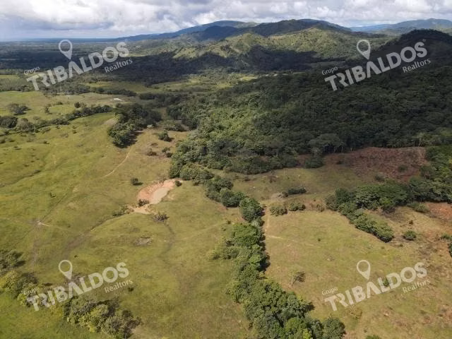 Se vende finca ganadera en Margarita de Chepo