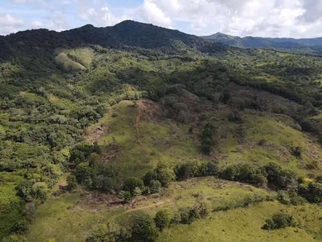 Se vende finca ganadera en Margarita de Chepo