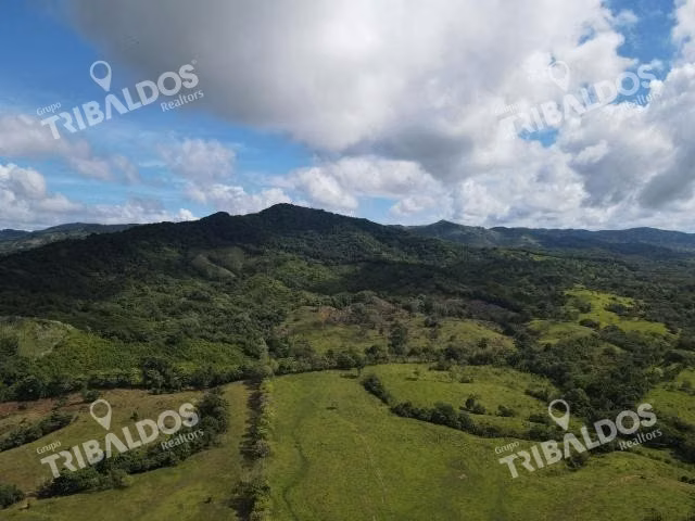 Se vende finca ganadera en Margarita de Chepo