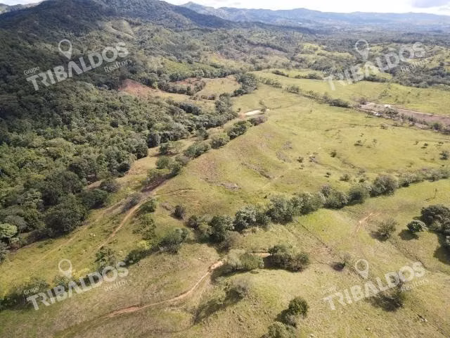 Se vende finca ganadera en Margarita de Chepo