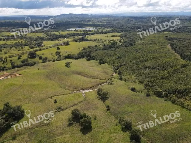 Se vende finca ganadera en Margarita de Chepo