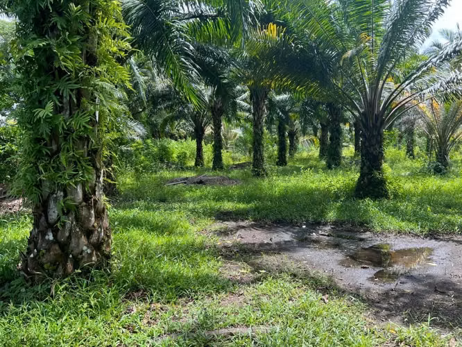 Land in Chiriqui, Las Lajas 29.9 acres