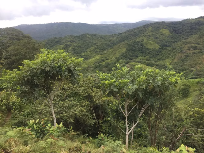 Venta de Finca en Soná, 374 Hectáreas