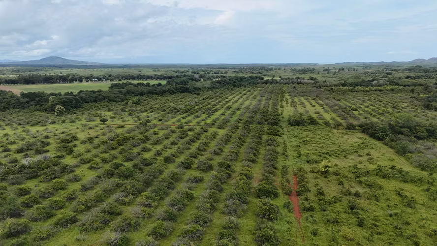 Finca en Chiriqui, Horconcitos 372 hectàreas