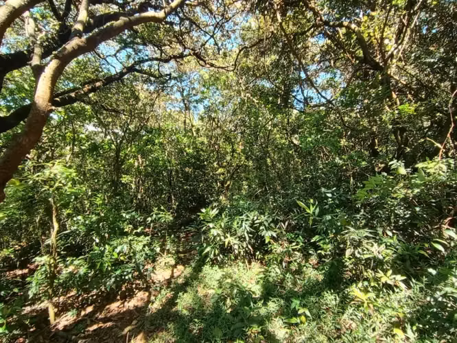 Finca en venta en Jaramillo Abajo, Boquete, Chiriquí