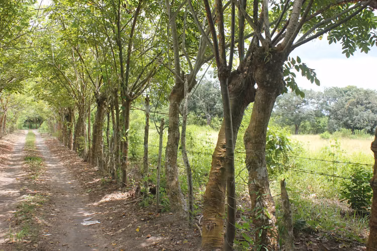ALANJE CHIRIQUÌ TERRENO EN VENTA