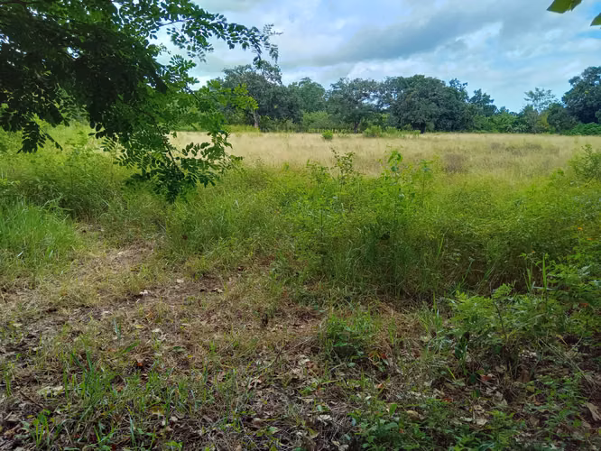 ALANJE CHIRIQUÌ TERRENO EN VENTA - Imagen 3