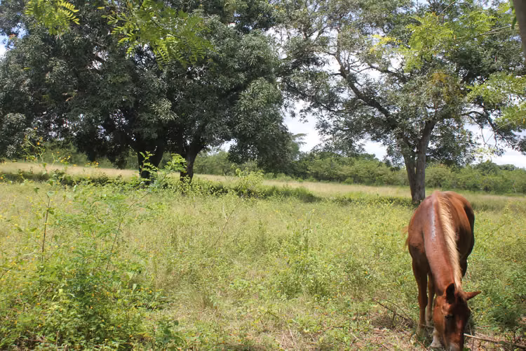 ALANJE CHIRIQUÌ TERRENO EN VENTA - Imagen 4