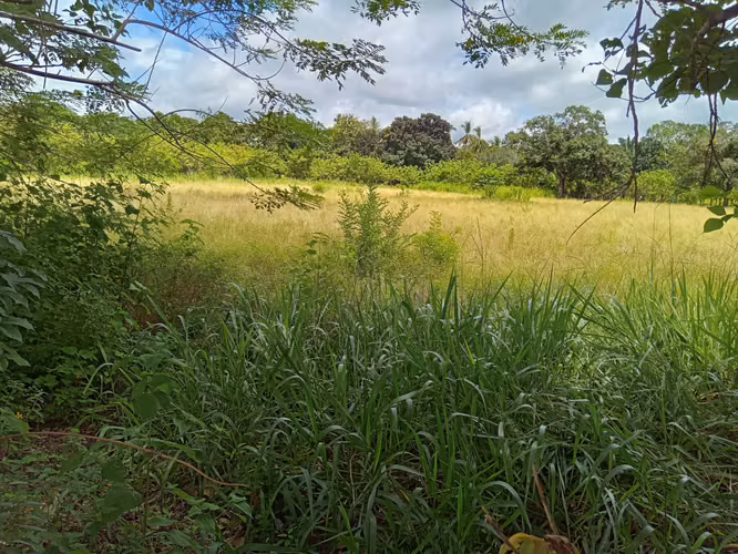 ALANJE CHIRIQUÌ TERRENO EN VENTA - Imagen 5