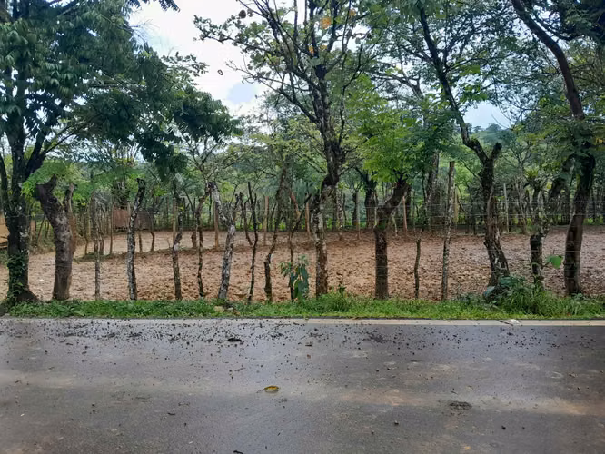 SE VENDE FINCA GANADERA EN ALTOS DE CATECITO, VIA PIXBAE  (SONÁ).