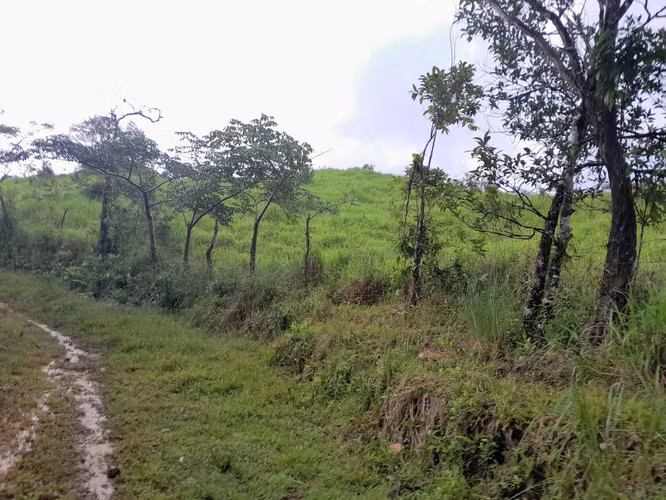 SE VENDE FINCA GANADERA EN ALTOS DE CATECITO, VIA PIXBAE  (SONÁ).