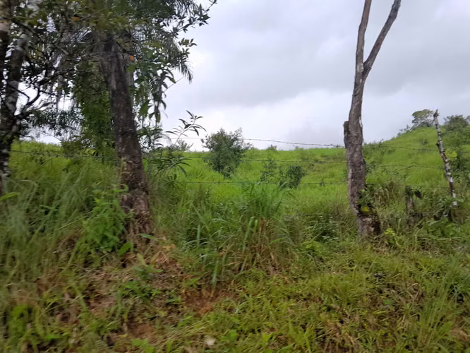 SE VENDE FINCA GANADERA EN ALTOS DE CATECITO, VIA PIXBAE  (SONÁ).