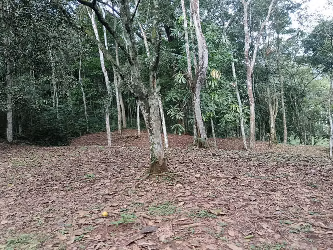 Finca 27 hectáreas Altos de Pedregal $2,600,000
