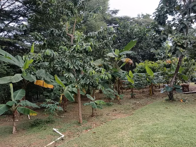 Finca 27 hectáreas Altos de Pedregal $2,600,000