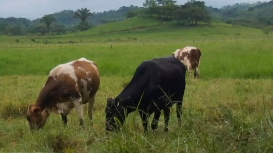Venta de Finca en Mariato, Veraguas, 111 hectáreas