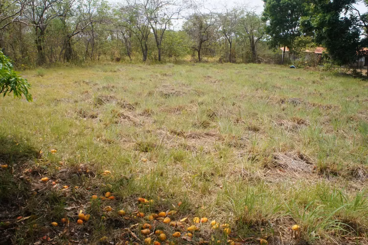 Land for Sale in Punta Barco