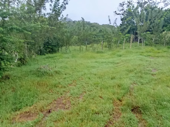 Venta de Finca en Ola, Coclé, 40 Hectáreas - Imagen 2