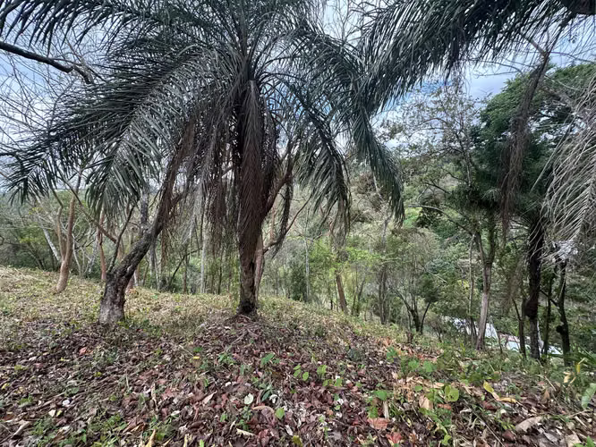 Se Vende Terreno de 8.5 hectaresas en Chivo Chivo, Las Cumbres