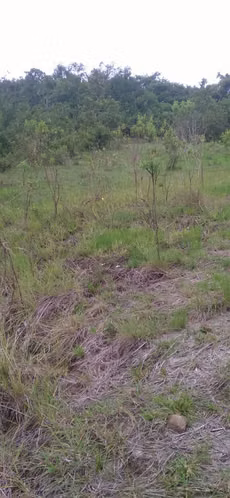 Venta de Finca en La Gallinaza, Calobre 76 Hectáreas
